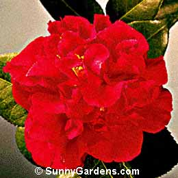 Camellia japonica