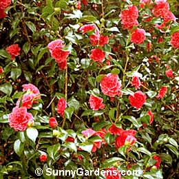Camellia japonica, Camellia japonica 'Jeanne Kerr', Camellia japonica 'Lady Marion'