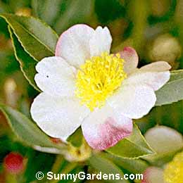 Camellia sasanqua, Sasanqua Camellia
