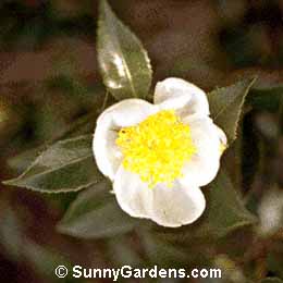 Camellia sasanqua