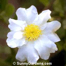 Camellia sasanqua