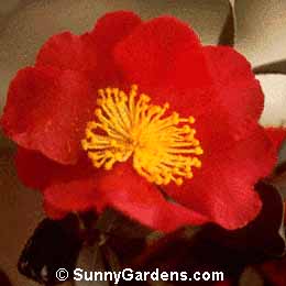Camellia sasanqua