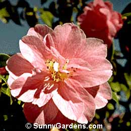 Camellia x williamsii