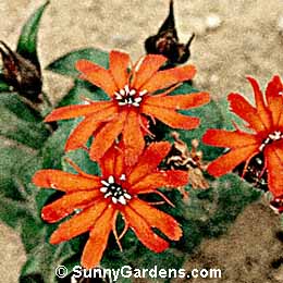 Lychnis x arkwrightii, Campion