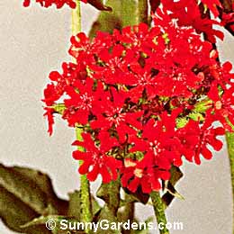 Lychnis chalcedonica, Maltese Cross, Jerusalem Cross