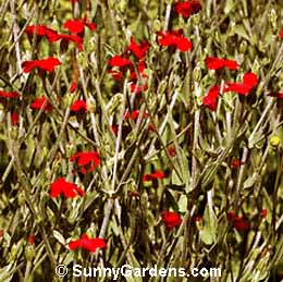 Lychnis coronaria, Rose Campion, Mullein Pink