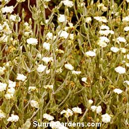 Lychnis coronaria, Campion
