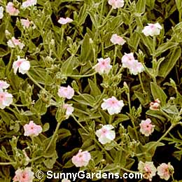 Lychnis coronaria, Campion