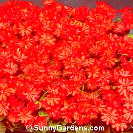 Lychnis x haggeana, Haage Campion, Catchfly