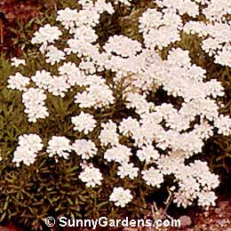 Iberis sempervirens, Evergreen Candytuft, Edging Candytuft