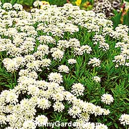 Iberis sempervirens, Candytuft