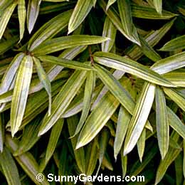 Arundinaria viridistriata, Bamboo Cane