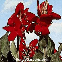 Canna x generalis