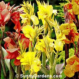 Canna x generalis