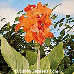Canna x generalis