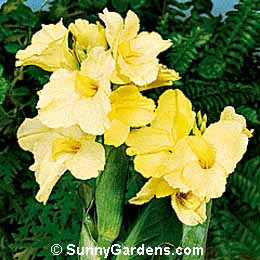 Canna x generalis