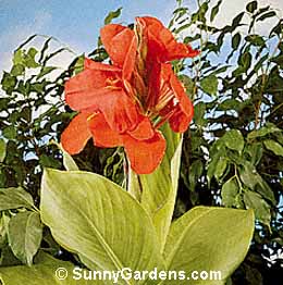 Canna x generalis