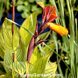 Canna x generalis, Canna Lily