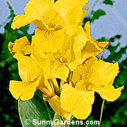 Canna x generalis