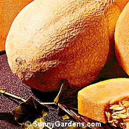 Cucumis melo, Cantaloupe, Muskmelons