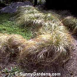 Carex, New Zealand Hair Sedge, Carex comans 'Frosted Curls', Sedge