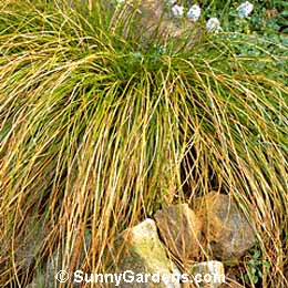 Carex buchananii, Leather Leaf Sedge, Red Fox Sedge, Sedge