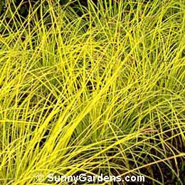 Carex elata, Bowles Golden Sedge, Sedge