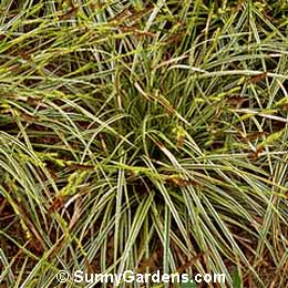Carex morrowii, Variegated Japanese Sedge, Sedge