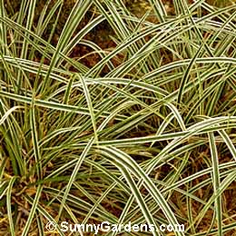 Carex morrowii, Goldband Japanese Sedge, Carex morrowii 'Variegata', Sedge