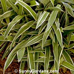 Carex siderostica, Sedge