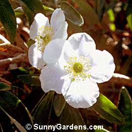 Carpenteria californica, Anemone Bush