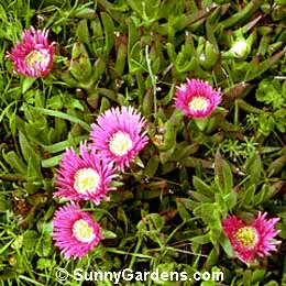 Carpobrotus chilensis, Ice Plant