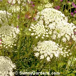 Daucus carota, Carrot