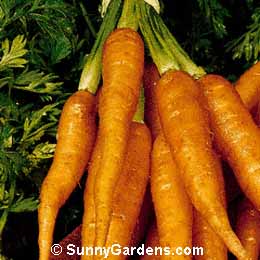 Daucus carota sativus, Carrot