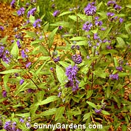 Caryopteris x clandonensis