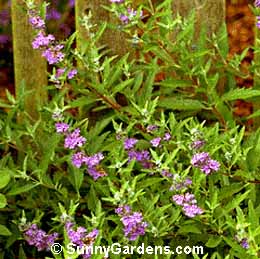 Caryopteris x clandonensis
