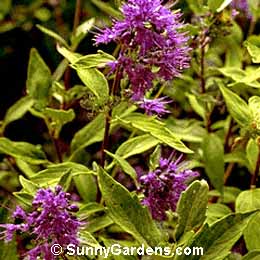 Caryopteris x clandonensis