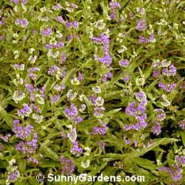 Caryopteris x clandonensis