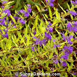 Caryopteris x clandonensis