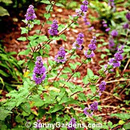 Caryopteris incana, Blue Spirea, Common Blue Beard