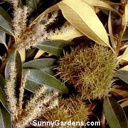 Castanopsis chrysophylla, Golden Chinquapin, Giant Chinquapin
