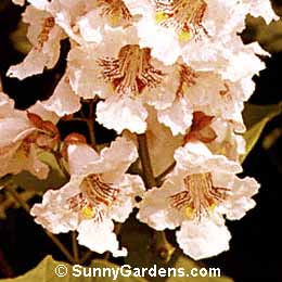 Catalpa bignonioides, Southern Catalpa, Indian Bean