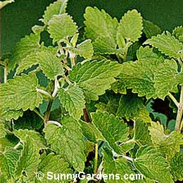 Nepeta cataria, Catnip