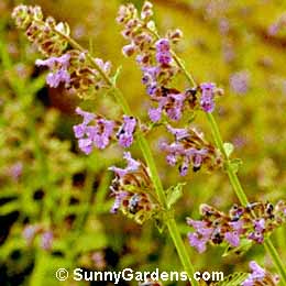 Nepeta x faassenii, Catmint, Nepeta mussinii