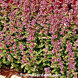 Nepeta mussinii, Catmint