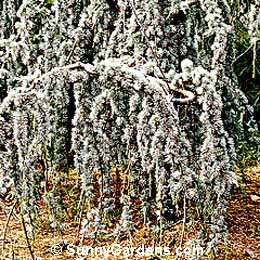 Cedrus atlantica, Atlas Cedar