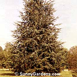 Cedrus atlantica, Blue Atlas Cedar