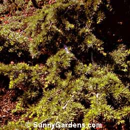 Cedrus atlantica, Cedar