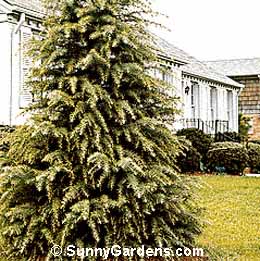 Cedrus deodara, Deodar Cedar, California Christmas Tree