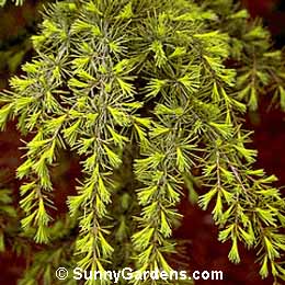 Cedrus deodara, Deodar Cedar, Himalayan Cedar, California Christmas Tree
